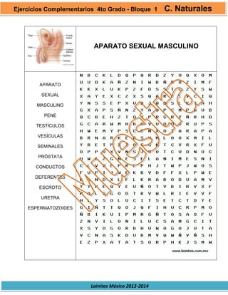 Lainitas México 2013-2014
APARATO SEXUAL MASCULINO
APARATO
SEXUAL
MASCULINO
PENE
TESTÍCULOS
VESÍCULAS
SEMINALES
PRÓSTATA
CONDUCTOS
DEFERENTES
ESCROTO
URETRA
ESPERMATOZOIDES
Ejercicios Complementarios 4to Grado - Bloque 1 C. Naturales
 