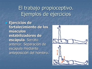 El trabajo propioceptivo.
          Ejemplos de ejercicios
   Ejercicios de
    fortalecimiento de los
    músculos
    estabilizadores de
    escápula. Serrato
    anterior: Separación de
    escápula mediante
    anteposición del hombro.
 
