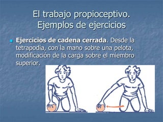 El trabajo propioceptivo.
          Ejemplos de ejercicios
   Ejercicios de cadena cerrada. Desde la
    tetrapodia, con la mano sobre una pelota,
    modificación de la carga sobre el miembro
    superior.
 