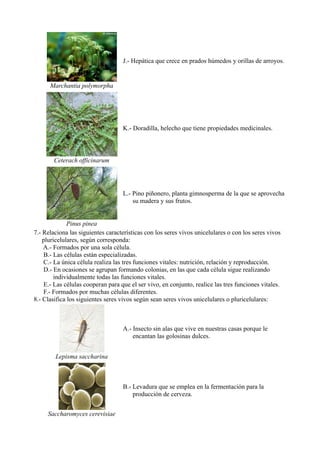 J.- Hepática que crece en prados húmedos y orillas de arroyos.


      Marchantia polymorpha




                                    K.- Doradilla, helecho que tiene propiedades medicinales.



        Ceterach officinarum




                                    L.- Pino piñonero, planta gimnosperma de la que se aprovecha
                                        su madera y sus frutos.


              Pinus pinea
7.- Relaciona las siguientes características con los seres vivos unicelulares o con los seres vivos
    pluricelulares, según corresponda:
    A.- Formados por una sola célula.
     B.- Las células están especializadas.
     C.- La única célula realiza las tres funciones vitales: nutrición, relación y reproducción.
     D.- En ocasiones se agrupan formando colonias, en las que cada célula sigue realizando
         individualmente todas las funciones vitales.
     E.- Las células cooperan para que el ser vivo, en conjunto, realice las tres funciones vitales.
     F.- Formados por muchas células diferentes.
8.- Clasifica los siguientes seres vivos según sean seres vivos unicelulares o pluricelulares:



                                    A.- Insecto sin alas que vive en nuestras casas porque le
                                        encantan las golosinas dulces.


        Lepisma saccharina



                                    B.- Levadura que se emplea en la fermentación para la
                                        producción de cerveza.


     Saccharomyces cerevisiae
 