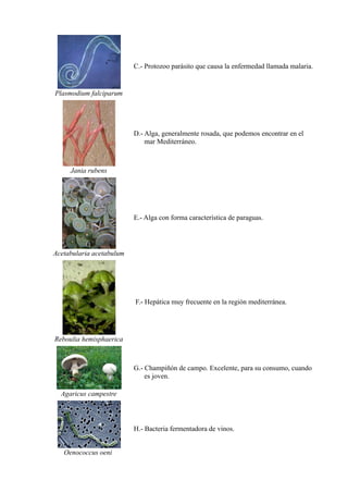 C.- Protozoo parásito que causa la enfermedad llamada malaria.


Plasmodium falciparum




                          D.- Alga, generalmente rosada, que podemos encontrar en el
                              mar Mediterráneo.



     Jania rubens




                          E.- Alga con forma característica de paraguas.




Acetabularia acetabulum




                          F.- Hepática muy frecuente en la región mediterránea.




Reboulia hemisphaerica



                          G.- Champiñón de campo. Excelente, para su consumo, cuando
                              es joven.

  Agaricus campestre



                          H.- Bacteria fermentadora de vinos.


   Oenococcus oeni
 