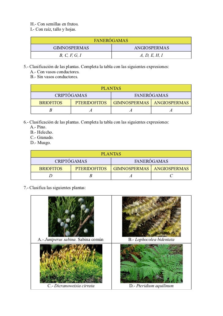 Ejercicios resueltos: SERES VIVOS. REINO PLANTAS