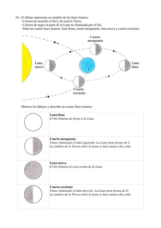 18.- El dibujo representa un modelo de las fases lunares:
     · Colorea de amarillo el Sol y de azul la Tierra.
     · Colorea de negro la parte de la Luna no iluminada por el Sol.
     · Sitúa las cuatro fases lunares: luna llena, cuarto menguante, luna nueva y cuarto creciente.




    Observa los dibujos y describe las cuatro fases lunares:

                           Luna llena
                           El Sol ilumina de frente a la Luna.




                           Cuarto menguante
                           Vemos iluminado el lado izquierdo. La Luna tiene forma de C.
                           La sombra de la Tierra sobre la Luna se hace mayor día a día.




                           Luna nueva
                           El Sol ilumina la cara oculta de la Luna.




                           Cuarto creciente
                           Vemos iluminado el lado derecho. La Luna tiene forma de D.
                           La sombra de la Tierra sobre la Luna se hace menor día a día.
 