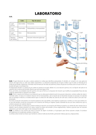 LABORATORIO
5.23.




5.24. El lugol (disolución de yodo y yoduro potásico) se utiliza para identificar polisacáridos. El almidón, en contacto con unas gotas de
reactivo de lugol, toma un color azul violeta característico. La coloración producida por el lugol se debe a que el yodo se intercala por la
molécula de almidón. Realmente, el almidón está formado por dos tipos de polímeros ambos de glucosa: la amilosa, que es la que se tiñe con
el yodo del lugol, y la amilopectina.
El polisacárido almidón se colorea de azul violeta en presencia de yodo, debido no a una reacción química, sino a la fijación del yodo en la
superficie de la molécula del almidón, fijación que solo tiene lugar en frío.
No es, por tanto, una verdadera reacción química, sino que se forma un compuesto de inclusión que modifica las propiedades físicas de esta
molécula, apareciendo la coloración azul violeta.
5.25. El licor o reactivo de Fehling es una disolución que se utiliza para la determinación de azúcares reductores, contiene sulfato de cobre e
hidróxido sódico. Se basa en el carácter reductor de los monosacáridos y de la mayoría de los disacáridos (excepto la sacarosa). Si el glúcido
que se investiga es reductor, se oxidará dando lugar a la reducción del sulfato de cobre (II), de color azul, a óxido de cobre (I), de color rojo-
anaranjado.
Por tanto, la reacción será positiva si la muestra queda de color rojo ladrillo y será negativa si queda azul o cambia a un tono azul verdoso. En
el caso del almidón, la reacción únicamente con el reactivo de Fehling es negativa, queda coloreada de azul, por tanto, deducimos que no
contiene azúcares con carácter reductor.
En el caso del almidón y la saliva (que contiene amilasa), la reacción con el reactivo de Fehling es positiva y se colorea de color naranja. Esto es
debido a que la amilasa, presente en la saliva, rompe los enlaces del almidón y forma oligosacáridos, maltosa y glucosa, que son azúcares
reductores y, por tanto, dan lugar al color naranja de la reacción.
5.26. La amilasa es una enzima que tiene la función de digerir el almidón y el glucógeno para formar azúcares simples. Se produce
principalmente en las glándulas salivales y el páncreas.
La amilasa salival rompe los enlaces que mantienen unida la molécula de almidón, generando maltosa, glucosa y oligosacáridos.
 