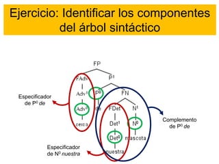 Ejercicio: Identificar los componentes
del árbol sintáctico
Especificador
de P0 de
Especificador
de N0 nuestra
Complemento
de P0 de