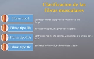 Clasificacion de las
fibras musculares
Contraccion lenta, baja potencia y Resistencia a la
fatiga
Contraccion rapida, alta potencia y fatigables
Contraccion rapida, alta potencia y Resistencia a la fatiga a corto
plazo
Son fibras precursoras, disminuyen con la edad
 