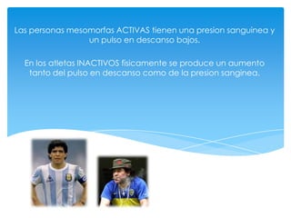 Las personas mesomorfas ACTIVAS tienen una presion sanguinea y
                 un pulso en descanso bajos.

  En los atletas INACTIVOS fisicamente se produce un aumento
   tanto del pulso en descanso como de la presion sanginea.
 