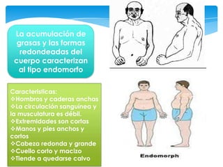 La acumulación de
  grasas y las formas
   redondeadas del
 cuerpo caracterizan
  al tipo endomorfo

Caracteristicas:
Hombros y caderas anchas
La circulación sanguínea y
la musculatura es débil.
Extremidades son cortas
Manos y pies anchos y
cortos
Cabeza redonda y grande
Cuello corto y macizo
Tiende a quedarse calvo
 