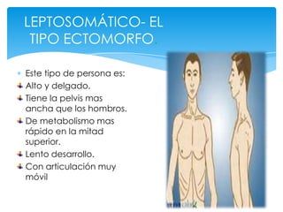LEPTOSOMÁTICO- EL
 TIPO ECTOMORFO.

Este tipo de persona es:
Alto y delgado.
Tiene la pelvis mas
ancha que los hombros.
De metabolismo mas
rápido en la mitad
superior.
Lento desarrollo.
Con articulación muy
móvil
 