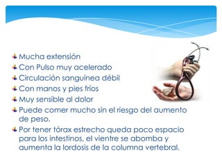 Mucha extensión
Con Pulso muy acelerado
Circulación sanguínea débil
Con manos y pies fríos
Muy sensible al dolor
Puede comer mucho sin el riesgo del aumento
de peso.
Por tener tórax estrecho queda poco espacio
para los intestinos, el vientre se abomba y
aumenta la lordosis de la columna vertebral.
 