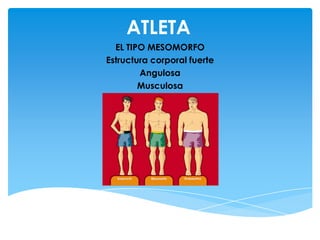 ATLETA
  EL TIPO MESOMORFO
Estructura corporal fuerte
        Angulosa
        Musculosa
 