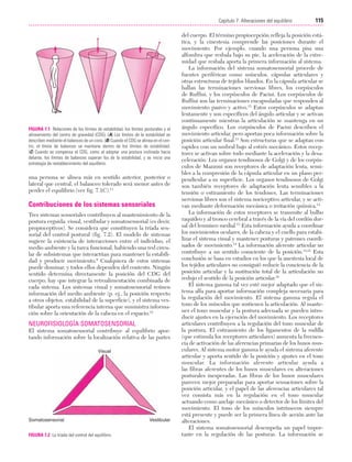 Cap. 07

23/3/06

20:38

Página 115

115
Capítulo 7: Alteraciones del equilibrio
....................................................................................................................................................

FIGURA 7.1 Relaciones de los límites de estabilidad, los límites posturales y el
alineamiento del centro de gravedad (CDG). (A) Los límites de la estabilidad se
describen mediante el balanceo de un cono. (B) Cuando el CDG se alinea en el centro, el límite de balanceo se mantiene dentro de los límites de estabilidad.
(C) Cuando se compensa el CDG, como al adoptar una postura inclinada hacia
delante, los límites de balanceo superan los de la estabilidad, y se inicia una
estrategia de restablecimiento del equilibrio.

una persona se alinea más en sentido anterior, posterior o
lateral que central, el balanceo tolerado será menor antes de
perder el equilibrio (ver fig. 7.1C).11

Contribuciones de los sistemas sensoriales
Tres sistemas sensoriales contribuyen al mantenimiento de la
postura erguida: visual, vestibular y somatosensorial (es decir,
propioceptivos). Se considera que constituyen la tríada sensorial del control postural (fig. 7.2). El modelo de sistemas
sugiere la existencia de interacciones entre el individuo, el
medio ambiente y la tarea funcional, habiendo una red circular de subsistemas que interactúan para mantener la estabilidad y producir movimiento.6 Cualquiera de estos sistemas
puede dominar, y todos ellos dependen del contexto. Ningún
sentido determina directamente la posición del CDG del
cuerpo; hay que integrar la retroalimentación combinada de
cada sistema. Los sistemas visual y somatosensorial reúnen
información del medio ambiente (p. ej., la posición respecto
a otros objetos, estabilidad de la superficie), y el sistema vestibular aporta una referencia interna que suministra información sobre la orientación de la cabeza en el espacio.12

NEUROFISIOLOGÍA SOMATOSENSORIAL
El sistema somatosensorial contribuye al equilibrio aportando información sobre la localización relativa de las partes
Visual

Somatosensorial
FIGURA 7.2 La tríada del control del equilibrio.

Vestibular

del cuerpo. El término propiocepción refleja la posición estática, y la cinestesia comprende las posiciones durante el
movimiento. Por ejemplo, cuando una persona pisa una
alfombra que resbala bajo su pie, la aceleración de la extremidad que resbala aporta la primera información al sistema.
La información del sistema somatosensorial procede de
fuentes periféricas como músculos, cápsulas articulares y
otras estructuras de tejidos blandos. En la cápsula articular se
hallan las terminaciones nerviosas libres, los corpúsculos
de Ruffini, y los corpúsculos de Pacini. Los corpúsculos de
Ruffini son las terminaciones encapsuladas que responden al
movimiento pasivo y activo.13 Estos corpúsculos se adaptan
lentamente y son específicos del ángulo articular y se activan
continuamente mientras la articulación se mantenga en un
ángulo específico. Los corpúsculos de Pacini describen el
movimiento articular, pero aportan poca información sobre la
posición articular final.13 Son estructuras que se adaptan con
rapidez con un umbral bajo al estrés mecánico. Estos receptores se activan sobre todo mediante la aceleración y la desaceleración. Los organos tendinosos de Golgi y de los corpúsculos de Mazzoni son receptores de adaptación lenta, sensibles a la compresión de la cápsula articular en un plano perpendicular a su superficie. Los organos tendinosos de Golgi
son también receptores de adaptación lenta sensibles a la
tensión o estiramiento de los tendones. Las terminaciones
nerviosas libres son el sistema nociceptivo articular, y se activan mediante deformación mecánica o irritación química.14
La información de estos receptores se transmite al bulbo
raquídeo y al tronco cerebral a través de la vía del cordón dorsal del lemnisco medial.13 Esta información ayuda a coordinar
los movimientos oculares, de la cabeza y el cuello para estabilizar el sistema visual y mantener posturas y patrones coordinados de movimiento.14 La información aferente articular no
contribuye a un sentido consciente de la posición.14,15 Esta
conclusión se basa en estudios en los que la anestesia local de
los tejidos articulares no consiguió reducir la conciencia de la
posición articular y la sustitución total de la articulación no
redujo el sentido de la posición articular.16
El sistema gamma tal vez esté mejor adaptado que el sistema alfa para aportar información compleja necesaria para
la regulación del movimiento. El sistema gamma regula el
tono de los músculos que sostienen la articulación. Al mantener el tono muscular y la postura adecuada se pueden introducir ajustes en la ejecución del movimiento. Los receptores
articulares contribuyen a la regulación del tono muscular de
la postura. El estiramiento de los ligamentos de la rodilla
(que estimula los receptores articulares) aumenta la frecuencia de activación de las aferencias primarias de los husos musculares. Al sistema motor gamma le ayuda el sistema aferente
articular y aporta sentido de la posición y ajustes en el tono
muscular. La información aferente articular ayuda a
las fibras aferentes de los husos musculares en alteraciones
posturales inesperadas. Las fibras de los husos musculares
parecen mejor preparadas para aportar sensaciones sobre la
posición articular, y el papel de las aferencias articulares tal
vez consista más en la regulación en el tono muscular
actuando como anclaje mecánico o detector de los límites del
movimiento. El tono de los músculos intrínsecos siempre
está presente y puede ser la primera línea de acción ante las
alteraciones.
El sistema somatosensorial desempeña un papel importante en la regulación de las posturas. La información se

 