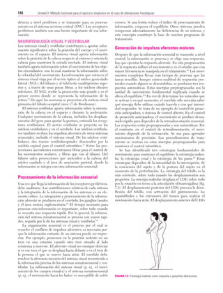 Cap. 07

23/3/06

20:38

Página 116

116

Unidad II: Método funcional para el ejercicio terpéutico en el caso de alteraciones fisiológicas
...................................................................................................................................................

detecta a nivel periférico y se transmite para su procesamiento en el sistema nervioso central (SNC). Los receptores
periféricos también son una fuente importante de esa información.

NEUROFISIOLOGÍA VISUAL Y VESTIBULAR
Los sistemas visual y vestibular contribuyen a aportar información significativa sobre la posición del cuerpo y el movimiento en el espacio. El sistema visual aporta información
sobre la posición de la cabeza respecto al entorno y orienta la
cabeza para mantener la mirada nivelada. El sistema visual
también aporta información sobre el movimiento de los objetos circundantes, con lo cual mantiene la información sobre
la velocidad del movimiento. La información que entra en el
sistema visual viaja por el nervio óptico al núcleo geniculado
lateral (NGL) del tálamo y al tubérculo cuadrigémino superior y, a través de unas pocas fibras, a los núcleos olivares
inferiores. El NGL recibe la proyección más grande y es el
primer centro donde se representa la información de la
retina.17 De aquí, las neuronas se proyectan a la corteza visual
primaria del lóbulo occipital (área 17 de Brodmann).
El sistema vestibular aporta información sobre la orientación de la cabeza en el espacio y durante la aceleración.
Cualquier movimiento de la cabeza, incluidos los desplazamientos del peso para ajustar la postura, estimula los receptores vestibulares. El nervio vestibular se proyecta en los
núcleos vestibulares y en el cerebelo. Los núcleos vestibulares también reciben los impulsos aferentes de otros sistemas
sensoriales, incluido el sistema visual. De los núcleos vestibulares, dos tractos vestibuloespinales descienden por la
médula espinal para el control ortostático.17 Entre las proyecciones ascendentes encontramos fibras para el control de
los movimientos oculares, y fibras que van al tálamo. Del
tálamo salen proyecciones que ascienden a la cabeza del
núcleo caudado y al área de asociación parietal, donde la
información se integra con otra información sensorial.

Procesamiento de la información sensorial
Una vez que llega la información de los receptores periféricos,
debe analizarse. Las contribuciones relativas de cada sistema
y la integración de la información de los sistemas es un elemento crítico. La integración y procesamiento de la información aferente se producen en el cerebelo, los ganglios basales
y el área motora suplementaria.18 El tiempo necesario para
procesar esta información es importante, sobre todo cuando
se necesita una respuesta rápida. Por lo general, la información del sistema somatosensorial se procesa con mayor rapidez, seguida por la de los sistemas visual y vestibular.18
La organización sensorial es el proceso por el cual se
resuelve el conflicto de impulsos aferentes; es necesaria porque la información entrante de un sistema puede ser imprecisa. Por ejemplo, pensemos en la posición sedente en un
tren en una estación cuando otro tren situado al lado
comienza a moverse. El aferente visual no consigue detectar
si es ese tren el que se desplaza hacia delante o es el tren de
la persona el que se mueve hacia atrás. El encéfalo debe
resolver la aferencia inexacta del sistema visual recurriendo a
la información precisa de los sistemas somatosensorial y vestibular. La información del sistema visual (p. ej., el movimiento de los campos visuales) y el sistema somatosensorial
(p. ej., el movimiento hacia los lados) es susceptible de sufrir

errores. Si una lesión reduce el índice de procesamiento de
información, empeora el equilibrio. Otros sistemas pueden
compensar adecuadamente las deficiencias de un sistema, y
este concepto constituye la base de muchos programas de
tratamiento.

Generación de impulsos eferentes motores
Después de que la información sensorial se transmite a nivel
central, la información se procesa y se elige una respuesta,
hay que ejecutar la respuesta aferente. En esta programación
de la respuesta influye el movimiento y es el estadio que con
mayor frecuencia se manipula en el tratamiento.19 Los movimientos complejos llevan más tiempo de procesar que las
tareas sencillas. Aunque existen multitud de respuestas posturales cuando alguien se desestabiliza, se producen tres respuestas automáticas. Estas sinergias preprogramadas son la
unidad de movimiento fundamental implicada cuando se
altera el equilibrio.6,9 En vez de determinar los músculos que
se activan y en qué momento, el encéfalo sólo necesita saber
qué sinergia debe utilizar, cuándo hacerlo y con qué intensidad responder. Se trata de un ejemplo de control de proacción anticipadora, o sistema de control abierto. En el control
de proacción anticipadora, el movimiento se produce demasiado rápido para depender de la retroalimentación sensorial.
Las respuestas están preprogramadas y son automáticas. Por
el contrario, en el control de retroalimentación, el movimiento depende de la retroacción. Se usa para aprender
movimientos de precisión. Los procedimientos de tratamiento se centran en estas sinergias preprogramadas para
mantener el control ortostático.
Se han identificado tres estrategias fundamentales de
movimiento para mantener el equilibrio: la estrategia maleolar, la estrategia coxal y la estrategia de los pasos.20 Estas
estrategias dependen de la intensidad de la interrupción, de
la conciencia del sujeto y de la postura del sujeto en el
momento de la perturbación. La estrategia del tobillo es la
más corriente, sobre todo cuando los desplazamientos son
pequeños. La sinergia maleolar desplaza el CDG sobre todo
por la rotación en torno a la articulación tibioastragalina (fig.
7.3). El desplazamiento posterior del CDG provoca la dorsiflexión del tobillo, con activación del gastrocnemio, los
isquiotibiales y los extensores del tronco para realizar el
movimiento hacia atrás. El desplazamiento anterior del CDG

FIGURA 7.3 Estrategia maleolar como respuesta a pequeñas alteraciones.

 