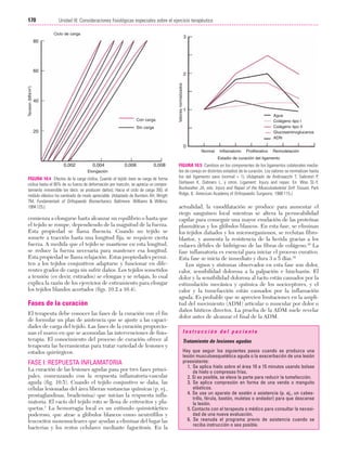 23/3/06

20:36

Página 170

170

Unidad III: Consideraciones fisiológicas especiales sobre el ejercicio terapéutico
...................................................................................................................................................
Ciclo de carga

3

80

60

2

40

Con carga

Valores normalizados

Tensión (MN/m2)

Cap. 10

1
Agua
Colágeno tipo I
Colágeno tipo II
Glucosaminoglucanos
ADN

Sin carga

20

0
Normal

Inflamatorio

Proliferativo

Remodelación

Estadio de curación del ligamento

0,002

0,004

0,006

0,008

Elongación

FIGURA 10.4 Efectos de la carga cíclica. Cuando el tejido óseo se carga de forma
cíclica hasta el 90% de su fuerza de deformación por tracción, se aprecia un comportamiento irreversible (es decir, se producen daños). Hacia el ciclo de carga 350, el
módulo elástico ha cambiado de modo apreciable. (Adaptado de Burstein AH, Wrigth
TM. Fundamentals of Orthopaedic Biomechanics. Baltimore: Williams & Wilkins;
1994:125.)

comienza a elongarse hasta alcanzar un equilibrio o hasta que
el tejido se rompe, dependiendo de la magnitud de la fuerza.
Esta propiedad se llama fluencia. Cuando un tejido se
somete a tracción hasta una longitud fija, se requiere cierta
fuerza. A medida que el tejido se mantiene en esta longitud,
se reduce la fuerza necesaria para mantener esa longitud.
Esta propiedad se llama relajación. Estas propiedades permiten a los tejidos conjuntivos adaptarse y funcionar en diferentes grados de carga sin sufrir daños. Los tejidos sometidos
a tensión (es decir, estirados) se elongan y se relajan, lo cual
explica la razón de los ejercicios de estiramiento para elongar
los tejidos blandos acortados (figs. 10.2 a 10.4).

Fases de la curación
El terapeuta debe conocer las fases de la curación con el fin
de formular un plan de asistencia que se ajuste a las capacidades de carga del tejido. Las fases de la curación proporcionan el marco en que se acomodan las intervenciones de fisioterapia. El conocimiento del proceso de curación ofrece al
terapeuta las herramientas para tratar variedad de lesiones y
estados quirúrgicos.

FASE I: RESPUESTA INFLAMATORIA
La curación de las lesiones agudas pasa por tres fases principales, comenzando con la respuesta inflamatoria-vascular
aguda (fig. 10.5). Cuando el tejido conjuntivo se daña, las
células lesionadas del área liberan sustancias químicas (p. ej.,
prostaglandinas, bradicinina) que inician la respuesta inflamatoria. El vacío del tejido roto se llena de eritrocitos y plaquetas.1 La hemorragia local es un estímulo quimiotáctico
poderoso, que atrae a glóbulos blancos como neutrófilos y
leucocitos mononucleares que ayudan a eliminar del lugar las
bacterias y los restos celulares mediante fagocitosis. En la

FIGURA 10.5 Cambios en los componentes de los ligamentos colaterales mediales de conejo en distintos estadios de la curación. Los valores se normalizan hasta
los del ligamento sano (normal = 1). (Adaptado de Andriaacchi T, Sabiston P,
DeHaven K, Dahners L, y otros. Ligament: Injury and repair. En: Woo SL-Y,
Buckwalter JA, eds. Injury and Repair of the Musculoskeletal Soft Tissues. Park
Ridge, IL: American Academy of Orthopaedic Surgeons; 1988:115.)

actualidad, la vasodilatación se produce para aumentar el
riego sanguíneo local mientras se altera la permeabilidad
capilar para conseguir una mayor exudación de las proteínas
plasmáticas y los glóbulos blancos. En esta fase, se eliminan
los tejidos dañados y los microorganismos, se reclutan fibroblastos, y aumenta la resistencia de la herida gracias a los
enlaces débiles de hidrógeno de las fibras de colágeno.10 La
fase inflamatoria es esencial para iniciar el proceso curativo.
Esta fase se inicia de inmediato y dura 3 a 5 días.10
Los signos y síntomas observados en esta fase son dolor,
calor, sensibilidad dolorosa a la palpación e hinchazón. El
dolor y la sensibilidad dolorosa al tacto están causados por la
estimulación mecánica y química de los nociceptores, y el
calor y la tumefacción están causados por la inflamación
aguda. Es probable que se aprecien limitaciones en la amplitud del movimiento (ADM) articular o muscular por dolor o
daños hísticos directos. La prueba de la ADM suele revelar
dolor antes de alcanzar el final de la ADM.
Instrucción del paciente
Tratamiento de lesiones agudas
Hay que seguir los siguientes pasos cuando se produzca una
lesión musculoesquelética aguda o la exacerbación de una lesión
preexistente:
1. Se aplica hielo sobre el área 10 a 15 minutos usando bolsas
de hielo o compresas frías.
2. Si es posible, se eleva la parte para reducir la tumefacción.
3. Se aplica compresión en forma de una venda o manguito
elásticos.
4. Se usa un aparato de sostén o asistencia (p. ej., un cabestrillo, férula, bastón, muletas o andador) para que descanse
la lesión.
5. Contacto con el terapeuta o médico para consultar la necesidad de una nueva evaluación.
6. Se reanuda el programa previo de asistencia cuando se
reciba instrucción o sea posible.

 