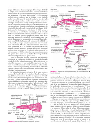 Ejercicio terapeutico recuperacion funcional