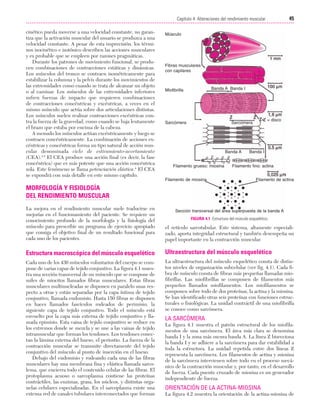 Cap. 04

23/3/06

20:40

Página 45

45
Capítulo 4: Alteraciones del rendimiento muscular
....................................................................................................................................................
cinético pueda moverse a una velocidad constante, no garantiza que la activación muscular del usuario se produzca a una
velocidad constante. A pesar de esta imprecisión, los términos isocinético e isotónico describen las acciones musculares
y es probable que se empleen por razones pragmáticas.
Durante los patrones de movimiento funcional, se producen combinaciones de contracciones estáticas y dinámicas.
Los músculos del tronco se contraen isométricamente para
estabilizar la columna y la pelvis durante los movimientos de
las extremidades como cuando se trata de alcanzar un objeto
o al caminar. Los músculos de las extremidades inferiores
sufren fuerzas de impacto que requieren combinaciones
de contracciones concéntricas y excéntricas, a veces en el
mismo músculo que actúa sobre dos articulaciones distintas.
Los músculos suelen realizar contracciones excéntricas contra la fuerza de la gravedad, como cuando se baja lentamente
el brazo que estaba por encima de la cabeza.
A menudo los músculos actúan excéntricamente y luego se
contraen concéntricamente. La combinación de acciones excéntricas y concéntricas forma un tipo natural de acción muscular denominada ciclo de estiramiento-acortamiento
(CEA).3,4 El CEA produce una acción final (es decir, la fase
concéntrica) que es más potente que una acción concéntrica
sola. Este fenómeno se llama potenciación elástica.4 El CEA
se expondrá con más detalle en este mismo capítulo.

Músculo

Fibras musculares
con capilares

Banda A Banda I

Miofibrilla

Sarcómera

Z = disco

Sarcómera

Banda A
Filamento grueso: miosina
Filamento de miosina

Banda I

Filamento fino: actina
Filamento de actina

MORFOLOGÍA Y FISIOLOGÍA
DEL RENDIMIENTO MUSCULAR
La mejora en el rendimiento muscular suele traducirse en
mejorías en el funcionamiento del paciente. Se requiere un
conocimiento profundo de la morfología y la fisiología del
músculo para prescribir un programa de ejercicio apropiado
que consiga el objetivo final de un resultado funcional para
cada uno de los pacientes.

el retículo sarcotabular. Este sistema, altamente especializado, aporta integridad estructural y también desempeña un
papel importante en la contracción muscular.

Estructura macroscópica del músculo esquelético

Ultraestructura del músculo esquelético

Cada uno de los 430 músculos voluntarios del cuerpo se compone de varias capas de tejido conjuntivo. La figura 4.1 muestra una sección transversal de un músculo que se compone de
miles de miocitos llamados fibras musculares. Estas fibras
musculares multinucleadas se disponen en paralelo unas respecto a otras y están separadas por la capa íntima de tejido
conjuntivo, llamada endomisio. Hasta 150 fibras se disponen
en haces llamados fascículos rodeados de perimisio, la
siguiente capa de tejido conjuntivo. Todo el músculo está
envuelto por la capa más externa de tejido conjuntivo y llamada epimisio. Esta vaina de tejido conjuntivo se reduce en
los extremos donde se mezcla y se une a las vainas de tejido
intramuscular que forman los tendones. Los tendones conectan la lámina externa del hueso, el periostio. La fuerza de la
contracción muscular se transmite directamente del tejido
conjuntivo del músculo al punto de inserción en el hueso.
Debajo del endomisio y rodeando cada una de las fibras
musculares hay una membrana fina y elástica llamada sarcolema, que encierra todo el contenido celular de las fibras. El
protoplasma acuoso o sarcoplasma contiene las proteínas
contráctiles, las enzimas, grasa, los núcleos, y distintas organelas celulares especializadas. En el sarcoplasma existe una
extensa red de canales tubulares interconectados que forman

La ultraestructura del músculo esquelético consta de distintos niveles de organización subcelular (ver fig. 4.1). Cada fibra de músculo consta de fibras más pequeñas llamadas miofibrillas. Las miofibrillas se componen de filamentos más
pequeños llamados miofilamentos. Los miofilamentos se
componen sobre todo de dos proteínas, la actina y la miosina.
Se han identificado otras seis proteínas con funciones estructurales o fisiológicas. La unidad contráctil de una miofibrilla
se conoce como sarcómera.

Sección transversal del área superpuesta de la banda A
FIGURA 4.1 Estructura del músculo esquelético.

LA SARCÓMERA
La figura 4.1 muestra el patrón estructural de los miofilamentos de una sarcómera. El área más clara se denomina
banda I y la zona más oscura banda A. La línea Z bisecciona
la banda I y se adhiere a la sarcómera para dar estabilidad a
toda la estructura. La unidad repetida entre dos líneas Z
representa la sarcómera. Los filamentos de actina y miosina
de la sarcómera intervienen sobre todo en el proceso mecánico de la contracción muscular y, por tanto, en el desarrollo
de fuerza. Cada puente cruzado de miosina es un generador
independiente de fuerza.

ORIENTACIÓN DE LA ACTINA-MIOSINA
La figura 4.2 muestra la orientación de la actina-miosina de

 