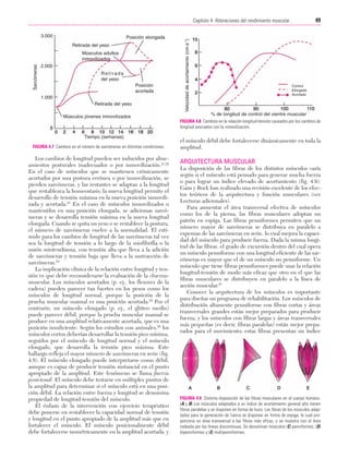 23/3/06

20:40

Página 49

3.000

Posición elongada
Retirada del yeso
Músculos adultos
inmovilizados

2.000
Retirada
del yeso
Posición
acortada
1.000
Retirada del yeso
Músculos jóvenes inmovilizados

Tiempo (semanas)
FIGURA 4.7 Cambios en el número de sarcómeras en distintas condiciones.

Los cambios de longitud pueden ser inducidos por alineamientos posturales inadecuados o por inmovilización.21,22
En el caso de músculos que se mantienen crónicamente
acortados por una postura errónea o por inmovilización, se
pierden sarcómeras, y las restantes se adaptan a la longitud
que restablezca la homeostasis; la nueva longitud permite el
desarrollo de tensión máxima en la nueva posición inmovilizada y acortada.23 En el caso de músculos inmovilizados o
mantenidos en una posición elongada, se adicionan sarcómeras y se desarrolla tensión máxima en la nueva longitud
elongada. Cuando se quita un yeso o se restablece la postura,
el número de sarcómeras vuelve a la normalidad. El estímulo para los cambios de longitud de las sarcómeras tal vez
sea la longitud de tensión a lo largo de la miofibrilla o la
unión miotendinosa, con tensión alta que lleva a la adición
de sarcómeras y tensión baja que lleva a la sustracción de
sarcómeras.24
La implicación clínica de la relación entre longitud y tensión es que debe reconsiderarse la evaluación de la «fuerza»
muscular. Los músculos acortados (p. ej., los flexores de la
cadera) pueden parecer tan fuertes en los pesos como los
músculos de longitud normal, porque la posición de la
prueba muscular manual es una posición acortada.25 Por el
contrario, un músculo elongado (p. ej., el glúteo medio)
puede parecer débil, porque la prueba muscular manual se
produce en una amplitud relativamente acortada, que es una
posición insuficiente. Según los estudios con animales,26 los
músculos cortos deberían desarrollar la tensión pico mínima,
seguidos por el músculo de longitud normal y el músculo
elongado, que desarrolla la tensión pico máxima. Este
hallazgo refleja el mayor número de sarcómeras en serie (fig.
4.8). El músculo elongado puede interpretarse como débil,
aunque es capaz de producir tensión sustancial en el punto
apropiado de la amplitud. Este fenómeno se llama fuerza
posicional. El músculo debe testarse en múltiples puntos de
la amplitud para determinar si el músculo está en una posición débil. La relación entre fuerza y longitud se denomina
propiedad de longitud-tensión del músculo.
El énfasis de la intervención con ejercicio terapéutico
debe ponerse en restablecer la capacidad normal de tensión
y longitud en el punto apropiado de la amplitud más que en
fortalecer el músculo. El músculo posicionalmente débil
debe fortalecerse isométricamente en la amplitud acortada, y

Velocidad de acortamiento (cm·s-1)

49
Capítulo 4: Alteraciones del rendimiento muscular
....................................................................................................................................................

Sarcómeras

Cap. 04

Control
Elongado
Acortado

% de longitud de control del vientre muscular
FIGURA 4.8 Cambios en la relación longitud-tensión causados por los cambios de
longitud asociados con la inmovilización.

el músculo débil debe fortalecerse dinámicamente en toda la
amplitud.

ARQUITECTURA MUSCULAR
La disposición de las fibras de los distintos músculos varía
según si el músculo está pensado para generar mucha fuerza
o para lograr un índice elevado de acortamiento (fig. 4.9).
Gans y Bock han realizado una revisión excelente de los efectos teóricos de la arquitectura y función musculares (ver
Lecturas adicionales).
Para aumentar el área transversal efectiva de músculos
como los de la pierna, las fibras musculares adoptan un
patrón en espiga. Las fibras penniformes permiten que un
número mayor de sarcómeras se distribuya en paralelo a
expensas de las sarcómeras en serie, lo cual mejora la capacidad del músculo para producir fuerza. Dada la misma longitud de las fibras, el grado de excursión dentro del cual opera
un músculo penniforme con una longitud eficiente de las sarcómeras es mayor que el de un músculo no penniforme. Un
músculo que tiene fibras penniformes puede usar la relación
longitud-tensión de modo más eficaz que otro en el que las
fibras musculares se distribuyen en paralelo a la línea de
acción muscular.27
Conocer la arquitectura de los músculos es importante
para diseñar un programa de rehabilitación. Los músculos de
distribución altamente penniforme con fibras cortas y áreas
transversales grandes están mejor preparados para producir
fuerza, y los músculos con fibras largas y áreas transversales
más pequeñas (es decir, fibras paralelas) están mejor preparados para el movimiento; estas fibras presentan un índice

FIGURA 4.9 Distinta disposición de las fibras musculares en el cuerpo humano.
(A y B) Los músculos adaptados a un índice de acortamiento general alto tienen
fibras paralelas y se disponen en forma de huso. Las fibras de los músculos adaptados para la generación de fuerza se disponen en forma de espiga, lo cual proporciona un área transversal a las fibras más eficaz, y se muestra con el área
rodeada por las líneas discontinuas. Se denominan músculos (C) penniformes, (D)
bipenniformes y (E) multipenniformes.

 