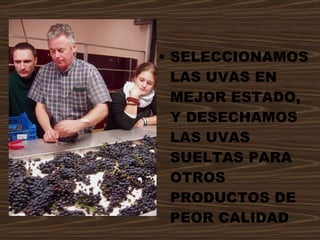 SELECCIONAMOS LAS UVAS EN MEJOR ESTADO,  Y DESECHAMOS LAS UVAS SUELTAS PARA OTROS PRODUCTOS DE PEOR CALIDAD 