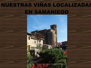 NUESTRAS VIÑAS LOCALIZADAS EN SAMANIEGO 