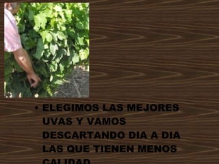 ELEGIMOS LAS MEJORES UVAS Y VAMOS DESCARTANDO DIA A DIA LAS QUE TIENEN MENOS CALIDAD. 