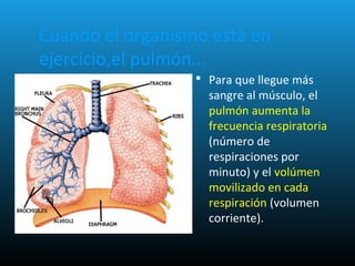 Cuando el organismo está en
ejercicio,el pulmón...
 Para que llegue más
sangre al músculo, el
pulmón aumenta la
frecuencia respiratoria
(número de
respiraciones por
minuto) y el volúmen
movilizado en cada
respiración (volumen
corriente).
 