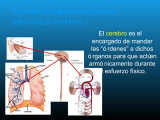 Cuando el organismo está en
ejercicio,el cerebro...
El cerebro es el
encargado de mandar
las “ó rdenes” a dichos
ó rganos para que actúen
armó nicamente durante
el esfuerzo físico.
 