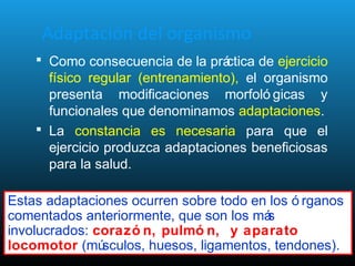Adaptación del organismo
 Como consecuencia de la práctica de ejercicio
físico regular (entrenamiento), el organismo
presenta modificaciones morfoló gicas y
funcionales que denominamos adaptaciones.
 La constancia es necesaria para que el
ejercicio produzca adaptaciones beneficiosas
para la salud.
Estas adaptaciones ocurren sobre todo en los ó rganos
comentados anteriormente, que son los más
involucrados: corazó n, pulmó n, y aparato
locomotor (músculos, huesos, ligamentos, tendones).
 