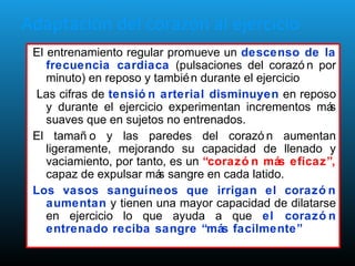 Adaptación del corazón al ejercicio
El entrenamiento regular promueve un descenso de la
frecuencia cardiaca (pulsaciones del corazó n por
minuto) en reposo y también durante el ejercicio
Las cifras de tensió n arterial disminuyen en reposo
y durante el ejercicio experimentan incrementos más
suaves que en sujetos no entrenados.
El tamañ o y las paredes del corazó n aumentan
ligeramente, mejorando su capacidad de llenado y
vaciamiento, por tanto, es un “corazó n más eficaz”,
capaz de expulsar más sangre en cada latido.
Los vasos sanguíneos que irrigan el corazó n
aumentan y tienen una mayor capacidad de dilatarse
en ejercicio lo que ayuda a que el corazó n
entrenado reciba sangre “más facilmente”
 