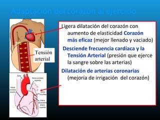 Adaptación del corazón al ejercicio
Ligera dilatación del corazón con
aumento de elasticidad Corazón
más eficaz (mejor llenado y vaciado)
Desciende frecuencia cardíaca y la
Tensión Arterial (presión que ejerce
la sangre sobre las arterias)
Dilatación de arterias coronarias
(mejoría de irrigación del corazón)
Tensión
arterial
 
