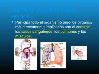 Cuando el organismo está en
ejercicio...
 Participa todo el organismo pero los ó rganos
más directamente implicados son el corazó n,
los vasos sanguíneos, los pulmones y los
músculos.
 