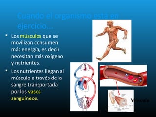 Cuando el organismo está en
ejercicio...
 Los músculos que se
movilizan consumen
más energía, es decir
necesitan más oxígeno
y nutrientes.
 Los nutrientes llegan al
músculo a través de la
sangre transportada
por los vasos
sanguíneos. Músculo
 