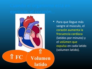 Cuando el organismo está en
ejercicio, el corazón...
 Para que llegue más
sangre al músculo, el
corazón aumenta la
frecuencia cardíaca
(latidos por minuto) y
el volúmen que
expulsa en cada latido
(volumen latido).
⇑ FC
⇑
Volumen
latido
 
