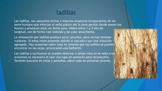 ladillas


Las ladillas, son pequeños bichos o insectos anopluros ectoparásitos de los
seres humano que infectan el vello púbico del la zona genital donde ponen sus
huevos y producen picor en dicha zona. Miden entre 1 y 3 mm de
longitud, son de forma casi redondo y de color amarillento.



La infestación por ladillas produce picor (prurito), pero no hay lesiones
cutáneas. Si estas están presente debido al rascado o por una infección
agregada. Hay ocasiones sobre todo en jóvenes que las ladillas se pueden
encontrar en las cejas, provocando una blefaritis.



Las ladillas y sus huevos se pueden observar a simpe vista en el vello o en
ocasiones es necesario el usar una lupa de aumento para reconocerlo.
También buscarla en cejas y pestañas, sobre todo en personas jóvenes.

 