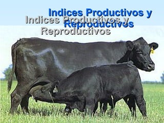 Indices Productivos y Reproductivos  Indices Productivos y Reproductivos  