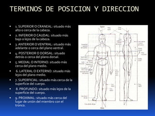 TERMINOS DE POSICION Y DIRECCION

   1. SUPERIOR O CRANEAL: situado más
    alto o cerca de la cabeza.
   2. INFERIOR O CAUDAL: situado más
    bajo o lejos de la cabeza.
   3. ANTERIOR O VENTRAL: situado más
    adelante o cerca del plano ventral.
   4. POSTERIOR O DORSAL: situado
    detrás o cerca del plano dorsal.
   5. MEDIAL O INTERNO: situado más
    cerca del plano medio.
    6. LATERAL O EXTERNO: situado más
    lejos del plano medio.
   7. SUPERFICIAL: situado más cerca de la
    superficie del cuerpo.
   8. PROFUNDO: situado más lejos de la
    superficie del cuerpo.
   9. PROXIMAL: situado más cerca del
    lugar de unión del miembro con el
    tronco.
 