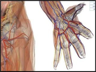 Cavidades corporales
 