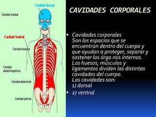 CAVIDADES CORPORALES


 Cavidades corporales
  Son los espacios que se
  encuentran dentro del cuerpo y
  que ayudan a proteger, separar y
  sostener los órga nos internos.
  Los huesos, músculos y
  ligamentos dividen las distintas
  cavidades del cuerpo.
  Las cavidades son:
  1) dorsal
 2) ventral
 