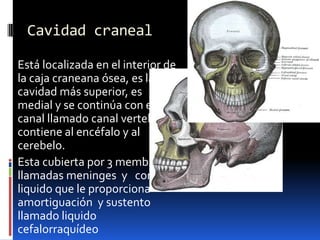 Cavidad craneal

Está localizada en el interior de
la caja craneana ósea, es la
cavidad más superior, es
medial y se continúa con el
canal llamado canal vertebral;
contiene al encéfalo y al
cerebelo.
Esta cubierta por 3 membranas
llamadas meninges y con un
liquido que le proporciona
amortiguación y sustento
llamado liquido
cefalorraquídeo
 