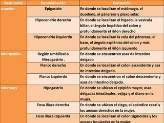 Cuadrantes      Denominación                               Contenido
superior            Epigastrio          En donde se localizan el estómago, el
                                        duodeno, el páncreas y plexo solar.
               Hipocondrio derecho      En donde se localizan el hígado, la vesícula
                                        biliar, el ángulo hepático del colon y
                                        profundamente el riñón derecho
               Hipocondrio izquierdo    En donde se localizan la cola del páncreas, el
                                        bazo, el ángulo esplénico del colon y más
                                        profundamente el riñón izquierdo
Intermedios     Región umbilical o      En donde se encuentran asas de intestino
                  Mesogastrio .         delgado
                 Flanco derecho         En donde se localizan el colon ascendente y asa
                                        de intestino delgado.
                 Flanco izquierdo       En donde se encuentran el colon descendente y
                         .              asas de intestino delgado.
Inferiores          Hipogastrio         En donde se ubican el epiplón mayor, asas
                                        delgadas intestinales, vejiga y el útero en la
                                        mujer.
                Fosa ilíaca derecha     En donde se ubican el ciego, el apéndice cecal y
                                        los anexos derechos en la mujer.
                Fosa ilíaca izquierda   En donde se localizan el colon sigmoides y los
 