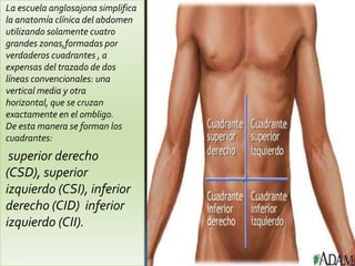 La escuela anglosajona simplifica
la anatomía clínica del abdomen
utilizando solamente cuatro
grandes zonas,formadas por
verdaderos cuadrantes , a
expensas del trazado de dos
líneas convencionales: una
vertical media y otra
horizontal, que se cruzan
exactamente en el ombligo.
De esta manera se forman los
cuadrantes:
 superior derecho
(CSD), superior
izquierdo (CSI), inferior
derecho (CID) inferior
izquierdo (CII).
 