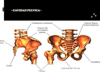 •CAVIDAD PELVICA•




             La pelvis es la region anatomica mas inferior del tronco.
             Esta limitado por el hueso sacro, el coccix, los iliacos & los
             coxales, & los musculos de la pared abdominal inferior & perineo.
             Topograficamente la pelvis se divide en 2 regiones: La pelvis
             mayor & la pelvis menor.
 