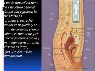 La pelvis masculina tiene
una estructura general
más pesada y gruesa; la
pelvis falsa es
profunda; el estrecho
superior es pequeño y en
forma de corazón; el arco
pubiano es menor de 90º;
el cóccix es menos móvil y
con menor curva anterior;
y el sacro es largo,
angosto y con menor
curva anterior.
 