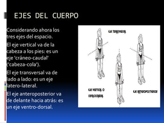 EJES DEL CUERPO
Considerando ahora los
tres ejes del espacio.
El eje vertical va de la
cabeza a los pies: es un
eje 'cráneo-caudal'
('cabeza-cola').
El eje transversal va de
lado a lado: es un eje
latero-lateral.
El eje anteroposterior va
de delante hacia atrás: es
un eje ventro-dorsal.
 