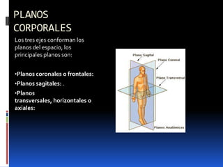 PLANOS
CORPORALES
Los tres ejes conforman los
planos del espacio, los
principales planos son:


•Planos coronales o frontales:
•Planos sagitales: .
•Planos
transversales, horizontales o
axiales:
 