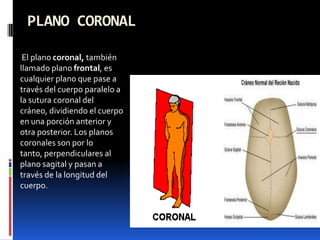PLANO CORONAL

 El plano coronal, también
llamado plano frontal, es
cualquier plano que pase a
través del cuerpo paralelo a
la sutura coronal del
cráneo, dividiendo el cuerpo
en una porción anterior y
otra posterior. Los planos
coronales son por lo
tanto, perpendiculares al
plano sagital y pasan a
través de la longitud del
cuerpo.
 
