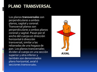 PLANO TRANSVERSAL

Los planos transversales son
perpendiculares a ambos
planos, sagital y coronal.
Transversal planos son
perpendiculares a ambos planos
coronal y sagital. Pasan por el
ancho del cuerpo en dirección
horizontal ó dirección
transversal, similar a las
rebanadas de una hogaza de
pan. Los planos transversales
dividen al cuerpo en una sección
superior y otra inferior y
también son denominados
plano horizontal, axial ó
secciones transversales.
 