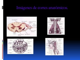 Imágenes de cortes anatómicos.
 