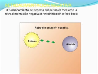 RETROALIMENTACIÓN NEGATIVA
 El funcionamiento del sistema endocrino es mediante la
retroalimentación negativa o retroinhibición o feed back:




                   Santiago Chung Alcarazo
 