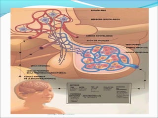 HIPOTALAMO

-Es una diminuta estructura que pesa 10 gr y se ubica en la
base del cerebro .
-El hipotalámo funciona como un centro organizador que
coordina tanto funciones autonómicas y endocrinas .
-La carácterística esencial de esta zona nervosa,desde el
punto vista endocrino,es que señales nerviosas procedentes
de dirvesos lugares del organismo pueden convertirse en
señales hormonles que , a través de la hipófisis,generalizan
el mensaje.



                Santiago Chung Alcarazo
 