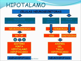 HIPOTALAMO
            CELULAS NEUROSECRETORAS

      NUCLEOS                    SUPRA       PARA
TUBEROINFUNDIBULARES             OPTICO   VENTRICULAR


  NEUROHORMONAS                      HORMONAS

        RH / RF                   HAD      OXITOCINA
       E          I

     SISTEMA                           AXONES
      PORTA                              DEL
   HIPOTALAMO                           TALLO
   HIPOFISIARIO                     HIPOFISIARIO

  ADENOHIPOFISISChung Alcarazo
            Santiago              NEUROHIPOFISIS
 